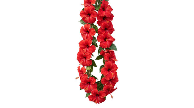 Vibrant red hibiscus flower lei, tropical floral garland for luau party, exotic blooming hibiscus necklace for summer celebration isolated PNG with Transparent Background