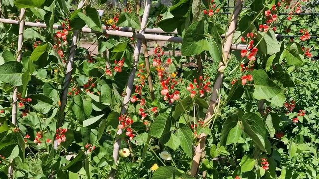 Bamboo cane frame growing Tenderstar climbing runner beans, which have pink flowers, in a garden for a vegetable harvest, allotment gardening stock video footage clip