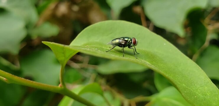 Macro video of a green bottle fly resting on a green leaf outdoors View(1)
ladybug on leaf