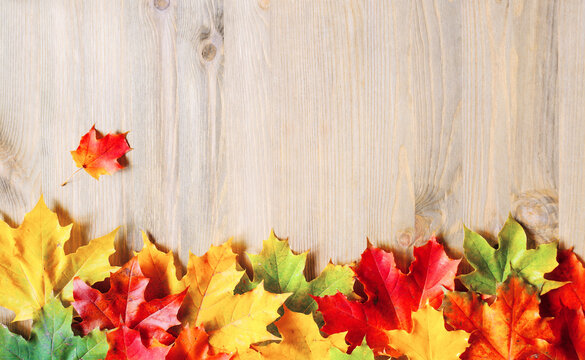 Autumn leaves background, suitable for Thanksgiving day and other autumn holidays. Seasonal autumn red orange yellow and green maple leaves on the wooden background, free space for text