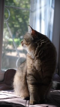 Cashmere Bengal cat lounging comfortably at the window on a sunny day. Semi-long-haired cat.  Enjoying sun beam, soft shadows crating atmospheric cinematic mood. Relaxing on windowsill. 