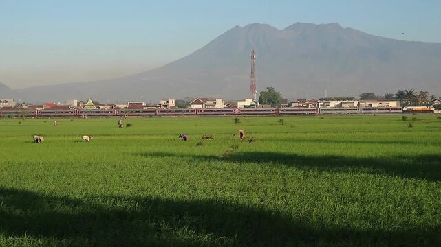 Green rice fields with a mountain in the background.