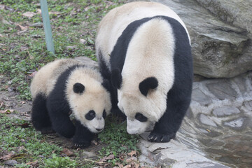 Giant Panda Mother with Cub Walking Near Water pond © foreverhappy