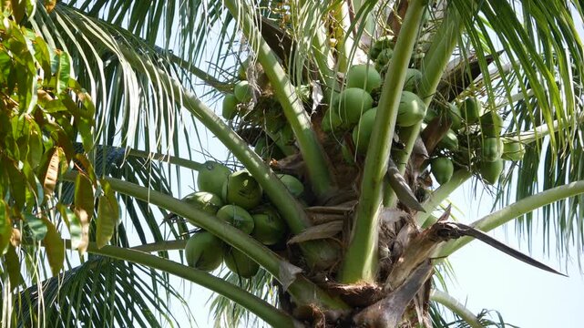 Close-up of green unripe coconuts clustered on a coconut palm with tropical leaves and sky visible. Island produce.