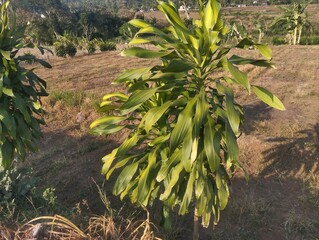 Fototapeta premium Full scene of a variegated corn plant growing outdoors under sunny weather with open sky background.