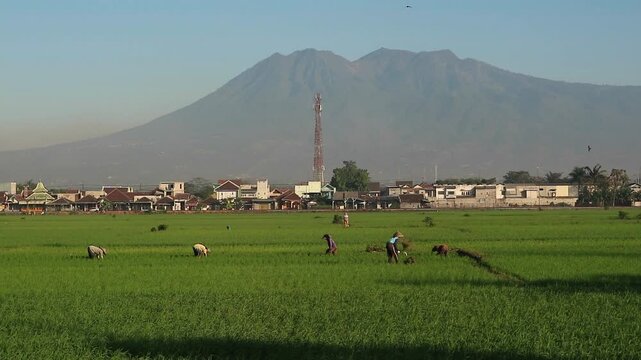Farmers working in a lush green rice field with a large mountain in the background.