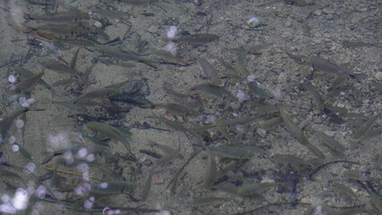 Fresh Tawes Fish (Barbonymus gonionotus) Isolated with Detailed Scales for Aquaculture and Freshwater Fisheries © Didit