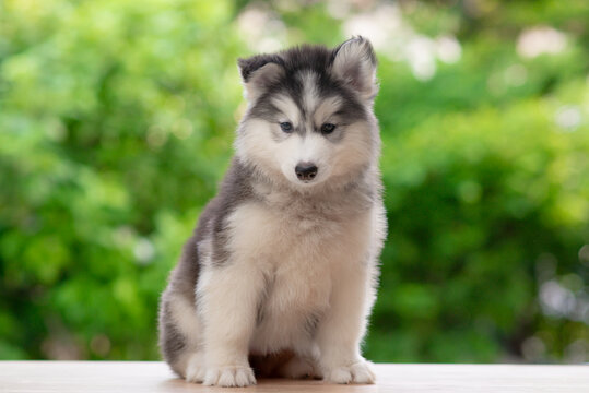 Cute fluffy Siberian Husky puppy sitting on wooden floor with blurred green nature bokeh background.