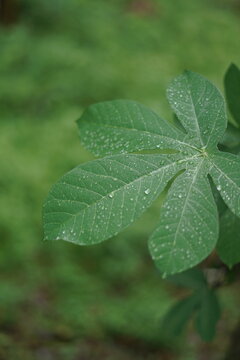 Raindrops Resting on Fresh Green Cassava Leaf