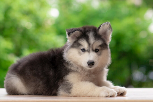 Cute fluffy Siberian Husky puppy lying down resting on wooden floor looking at camera with green nature bokeh background.