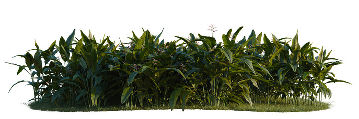Fototapeta premium Heliconia metallica tree line, Forest Edge, Backdrop cutout, isolate transparent background, Dense tropical foliage bush with lush green leaves on a patch of grass, isolated against black background.