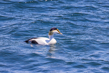 Fototapeta premium 00778-00204 Common Eider (Somateria mollissima) fishing for crabs Halifax Harbor Halifax Nova Scotia
