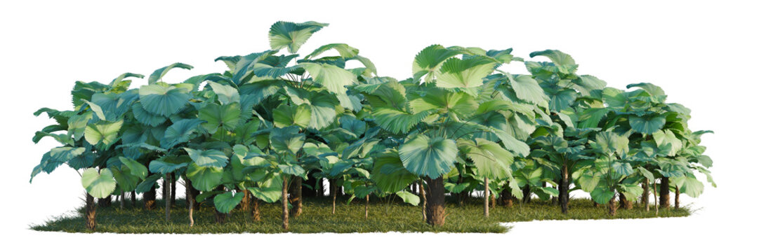 Licuala peltata tree line, Forest Edge, Backdrop cutout, isolate transparent background, Dense Cluster of Lush Tropical Plants with Large Leaves &ndash; Perfect for Landscape Design and Visuals