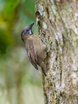 Grey Throated babbler from Borneo