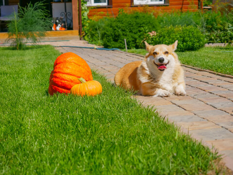 Corgi dog lying on grass next to ripe pumpkin in garden. Cute puppy relaxing outdoors during autumn season. Happy pet with orange harvest vegetable. Fall holiday celebration theme.