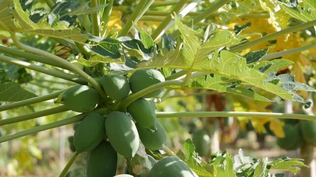 Close up of green unripe papaya fruits growing on a tree in a tropical orchard with blurred leaves in the background. Crop maturity.