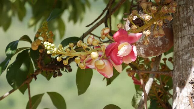 Close-up of pink bombax blossoms and buds on a tree branch with soft green background. Tropical flora.