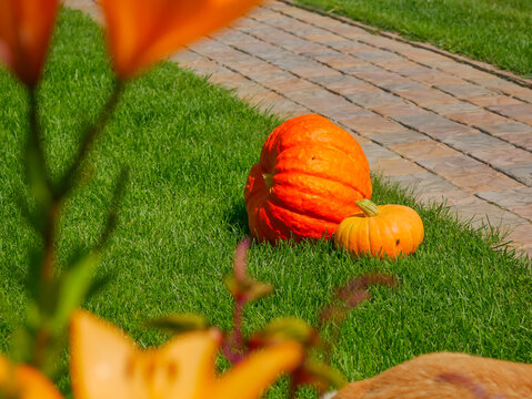 Two orange pumpkins sitting on green grass in garden. Decorative gourds for autumn harvest festival. Seasonal holiday background for Thanksgiving and Halloween celebration.