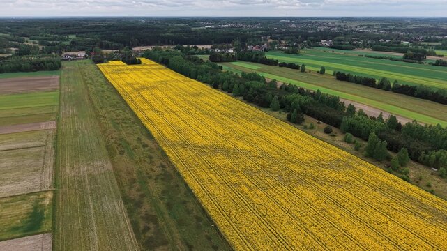 Drone View of Canola Crop Growing Across Rural Farmland
