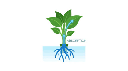 Fototapeta premium Plant Absorption Diagram: Water Uptake and Transpiration Flow