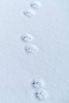 Winter snow holds the mark of a small passing animal
