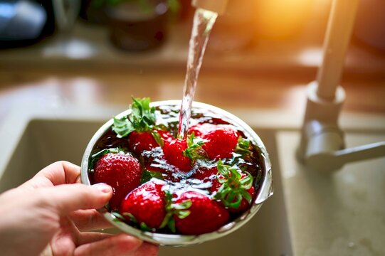 Washing organic strawberries in white kitchen sink scene