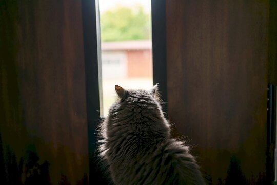 Grey feline sitting on rug near closed door