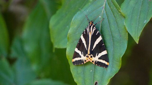 jersey tiger moth resting on a green leaf
