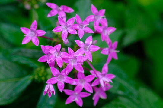 Pentas lanceolata, commonly known as Egyptian starcluster, is a species of flowering plant in the madder family