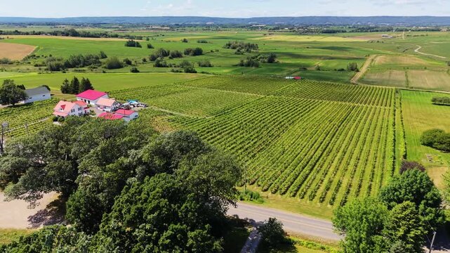 Breathtaking aerial view of a vineyard in Nova Scotia, Canada reveals lush grape fields and charming farmhouses