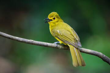 Fototapeta premium Yellow Browed Bulbul endemic to Western Ghats