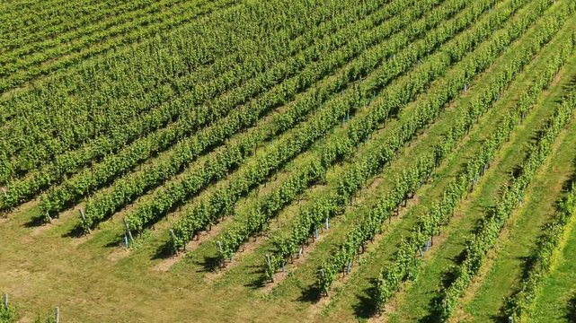 Breathtaking views of a vineyard farm with sprawling grape fields in Nova Scotia