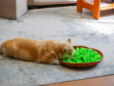 Pembroke Welsh Corgi dog eating treats from a green fabric snuffle mat on a rug. Domestic pet enrichment and interactive puzzle feeder for mental stimulation at home indoors.