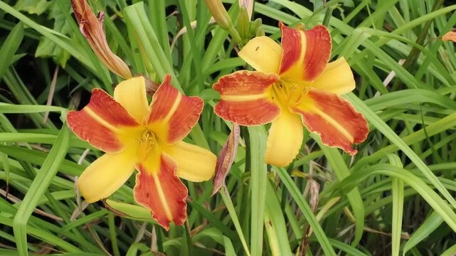 Hemerocallis 'Frans Hals' a spring summer flowering plant with a red and yellow springtime flower commonly known as daylily, gardening stock video footage clip