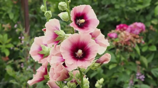 Alcea 'Halo Apricot' (althaea rosea) a tall flowering plant commonly known as Hollyhock with an apricot pink flower during the spring and summer season, gardening stock video footage clip