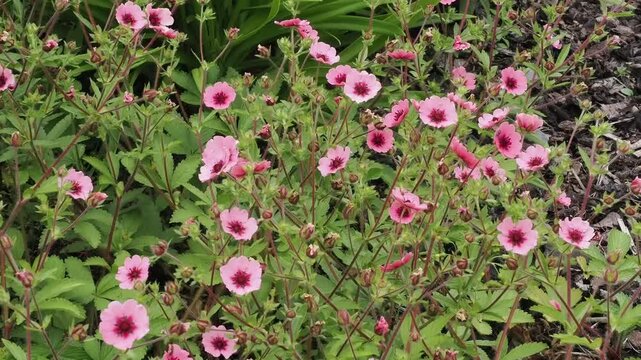 Potentilla nepalensis 'Helen Jane' a spring summer  flowering plant with a pink summertime flower commonly known as cinquefoil, gardening stock video footage clip