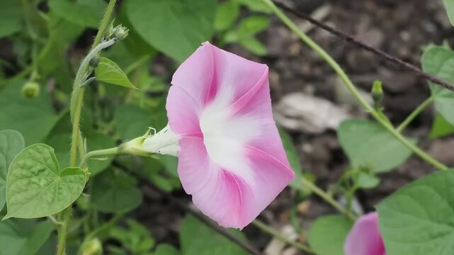 Ipomoea 'Tutu' a summer flowering climber plant with a pink summertime flower commonly known as Morning Glory, gardening stock video footage clip