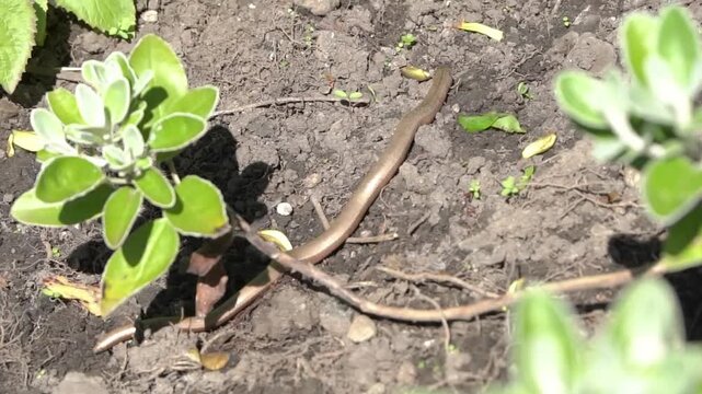 Slow worm (Anguis fragilis) close-up, a native British legless lizard, crawling through a garden habitat. Perfect for wildlife documentaries, nature stock video footage clip