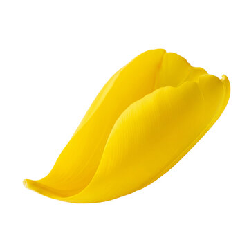 Vibrant yellow flower bloom isolated on transparent background a beautiful single tulip cutout png