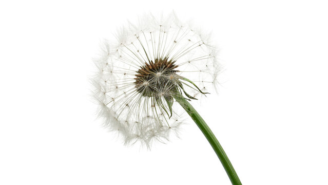 White dandelion flower clock seed head single green stem nature concept isolated on transparent background