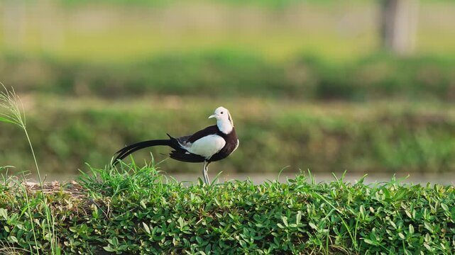 Pheasant tailed jacana preening in slow motion