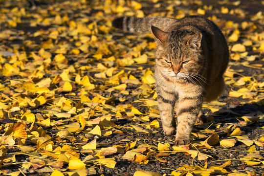 Peaceful Japanese tabby cat walking through golden ginkgo leaves in autumn