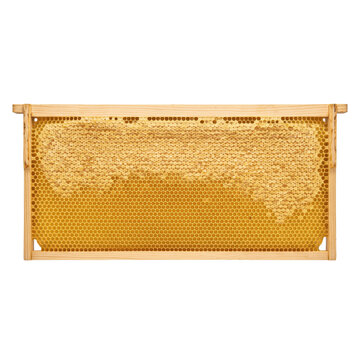 Full honeycomb frame filled with golden honey and wax cells on a white background