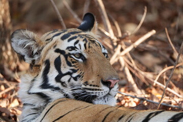 Royal Bengal Tiger Tadoba National Park Maharashtra India  © TakvorOnik