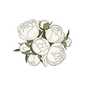 Delicate floral arrangement of blooming peonies isolated on transparent background PNG design