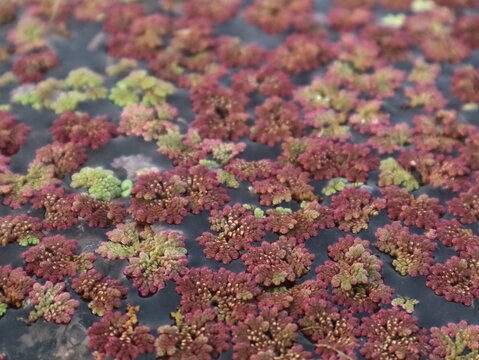 Close up photo of red azolla (Azolla pinnata) floating fern covering calm pond water, creating a colorful natural texture and pattern. Great for agriculture, ecology, and nature concept backgrounds