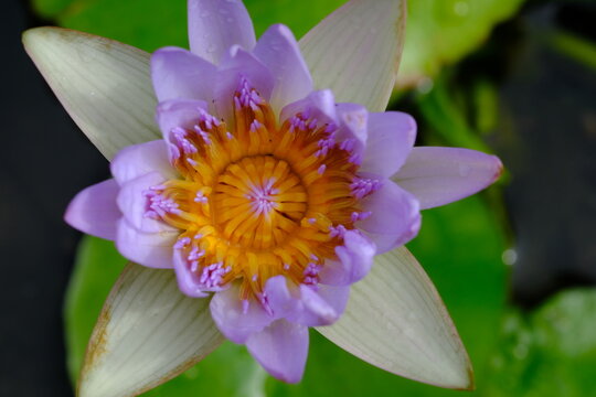 Nymphaea colorata in the tropical garden. Nymphaea nouchali var. zanzibariensis. 