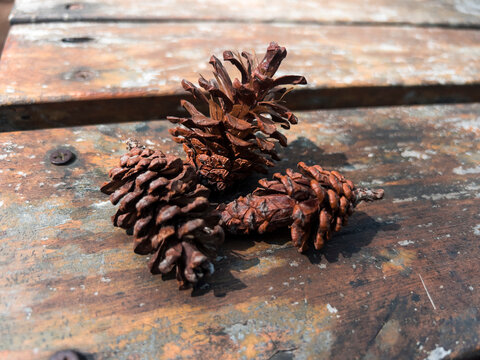 A natural pine cone growing on a conifer tree, featuring layered scales, earthy colors, and a distinctive organic shape. The cone represents forest nature, botanical growth, woodland ecosystems, and t
