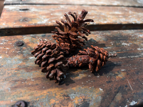 A natural pine cone growing on a conifer tree, featuring layered scales, earthy colors, and a distinctive organic shape. The cone represents forest nature, botanical growth, woodland ecosystems, and t
