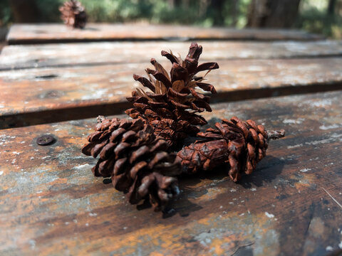 A natural pine cone growing on a conifer tree, featuring layered scales, earthy colors, and a distinctive organic shape. The cone represents forest nature, botanical growth, woodland ecosystems, and t